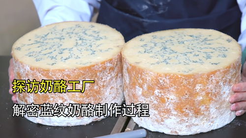 探访蓝纹奶酪工厂 因臭而闻名世界的蓝纹奶酪,是如何制作的